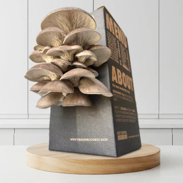 Perl Mushroom Kit | Black Perl Oyster Kit | Thee Leaf