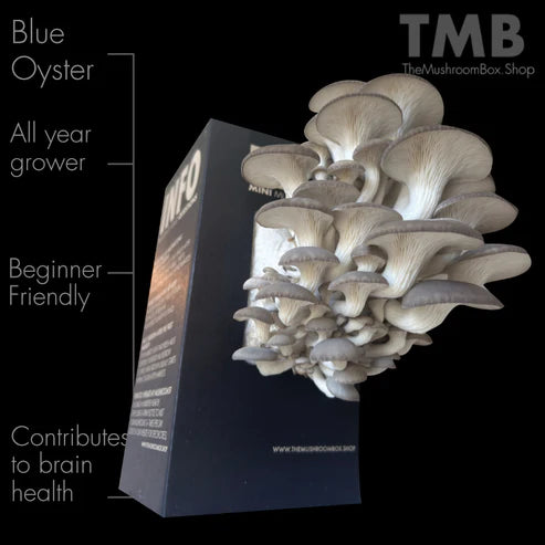 Blue Oyster Mushroom Kit | Organic Mushroom Kit | Thee Leaf