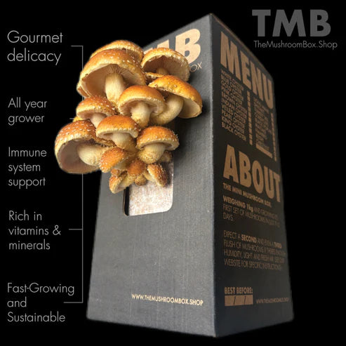 Chestnut Mushroom Kit | Mushroom Seed Box | Thee Leaf