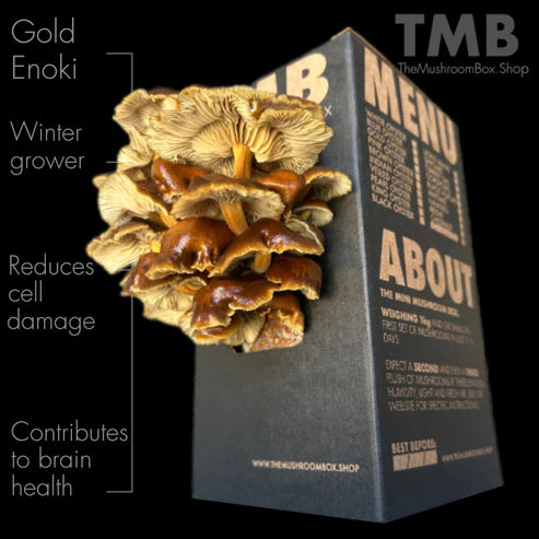 Mushroom Grow Box | Enoki Mushroom Box | Thee Leaf