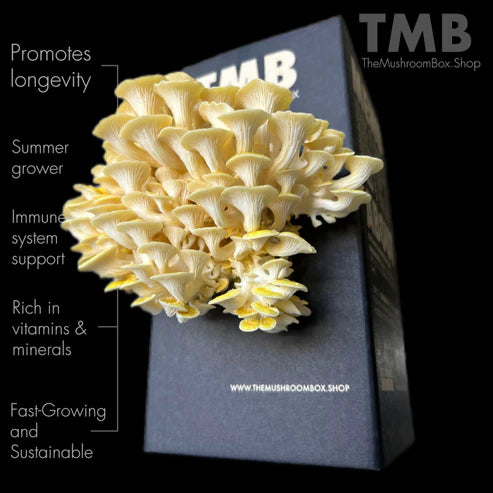 Oyster Mushroom Kit | Mushroom Cultivation Kit | Thee Leaf