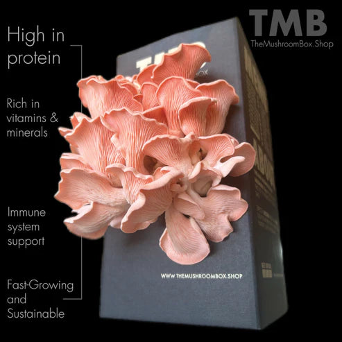 Pink Mushroom Kit | Pink Oyster Mushroom kit | Thee Leaf