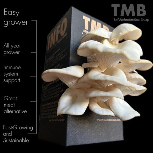 White Oyster Mushroom | Buy White Oyster Mushroom | Thee Leaf