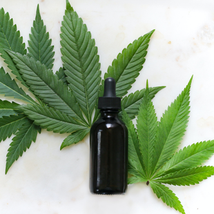 cbd oil