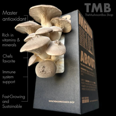King Oyster Mushroom