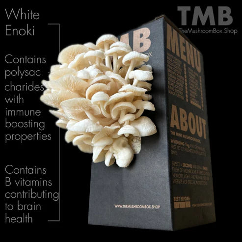 White Enoki Mushroom